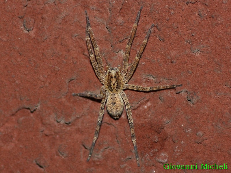 Lycosidae?   No, Zoropsidae:  Zoropsis cfr. spinimana  - Arluno (MI)